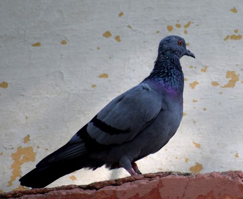 pigeon bird nature