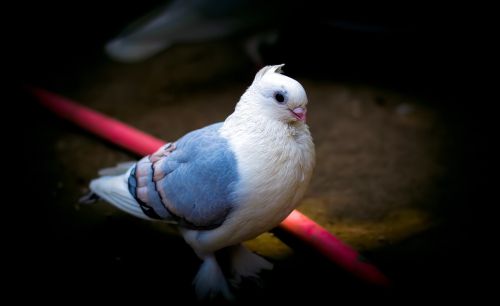 pigeon bird white