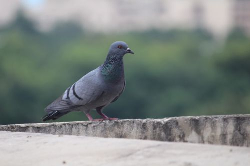 pigeon bird columba