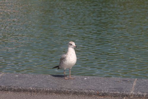 pigeon lake animal