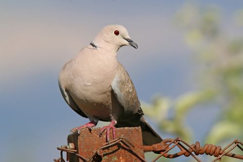 pigeon garden dove