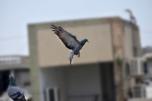 pigeon bird flying