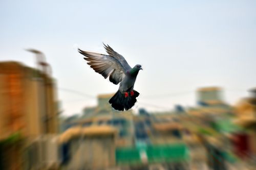 pigeon flight flying