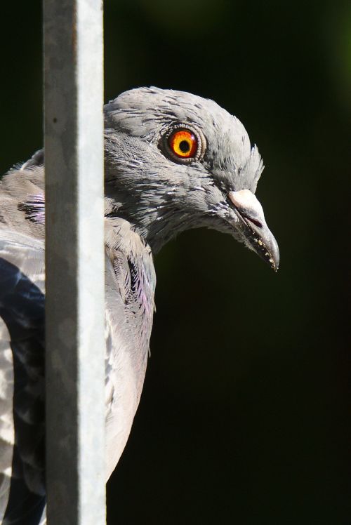 pigeon bird feather