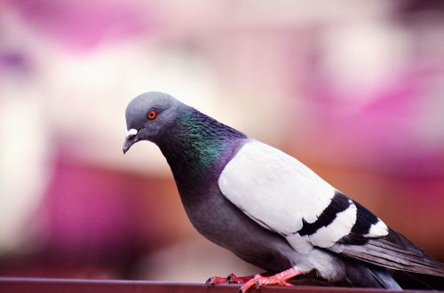 pigeon blur nature