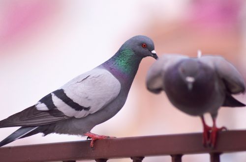 pigeon fly dove