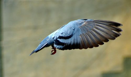 pigeon flying wings