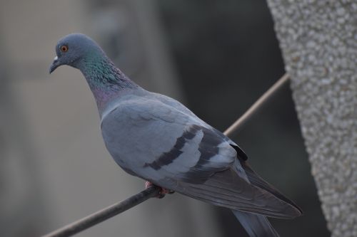pigeon bird columbidae
