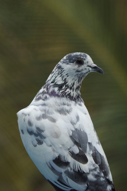 pigeon bird black-white