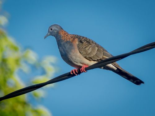 pigeon tropical darwin