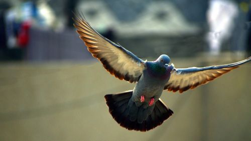 pigeon flying bird