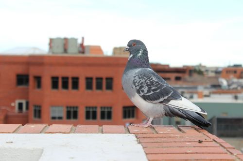 pigeon bird animal