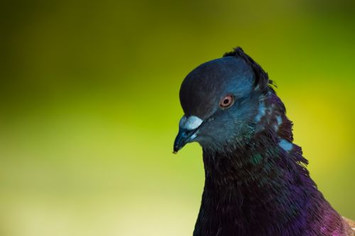 pigeon bird nature