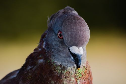pigeon bird head
