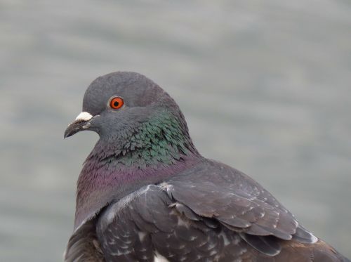 pigeon bird grey