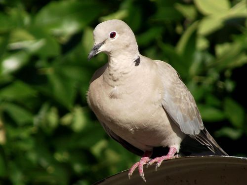 pigeon birds nature