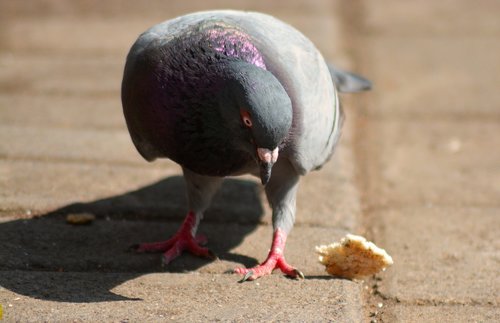 pigeon  dove  bird