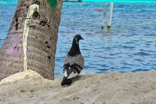 pigeon  sand  sea