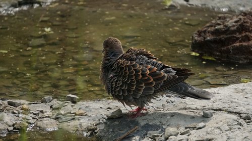 pigeon  wild dove  park