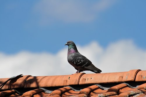 pigeon  bird  animal