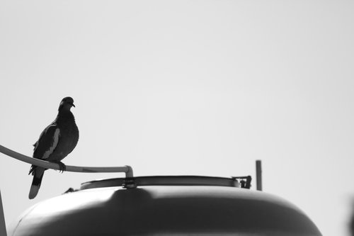 pigeon  grey  black white