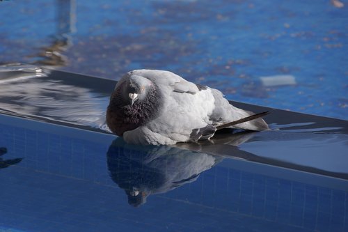 pigeon  blue  water