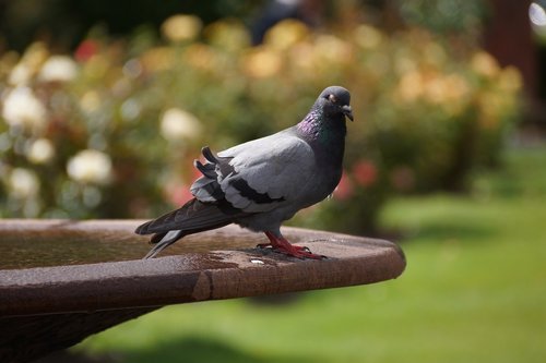 pigeon  water  garden