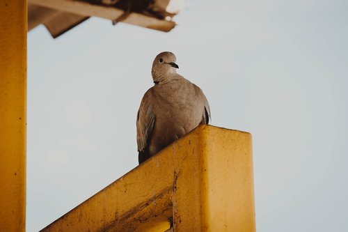 pigeon  city bird  birds