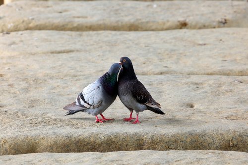 pigeon  birds  animal