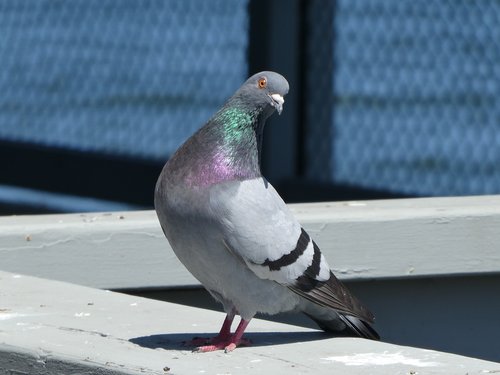 pigeon  bird  colorful