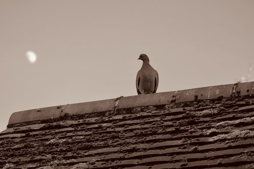 pigeon  moon  roof