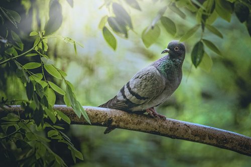 pigeon  animal  bird