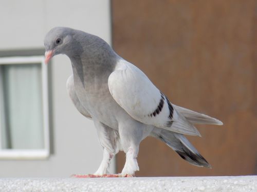pigeon beautiful nature