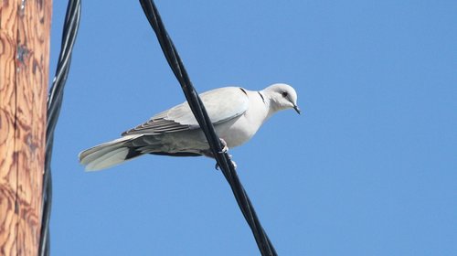 pigeon  white  wire