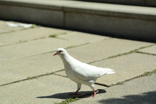 pigeon  peace  tranquility