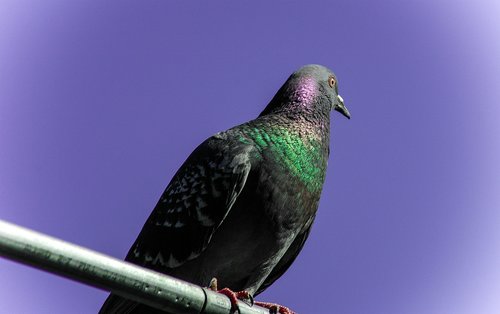 pigeon  bird  fly