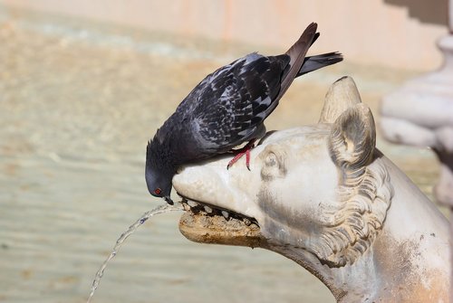 pigeon  thirst  water