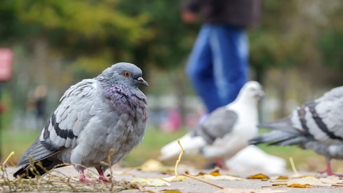pigeon  bird  animal