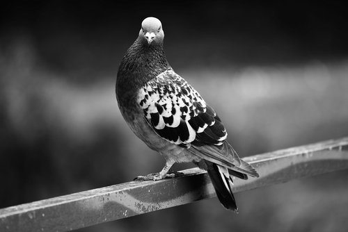 pigeon  rock dove  bird