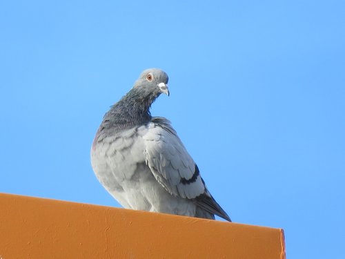 pigeon  nature  animals