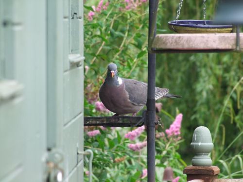 pigeon bird garden