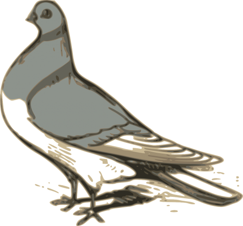 pigeon bird grey