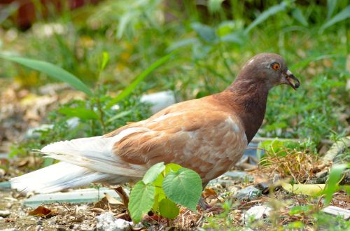 pigeon dove bird
