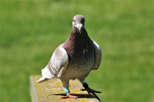 pigeon  nature  birds
