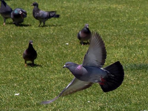 pigeon flying pigeons