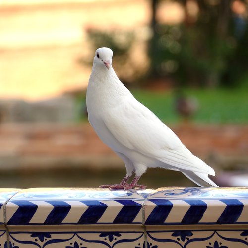 pigeon  bird  fauna