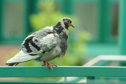 pigeon  railing  sitting