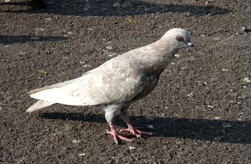 pigeon  rock pigeon  feral
