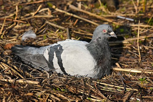pigeon  rock dove  bird