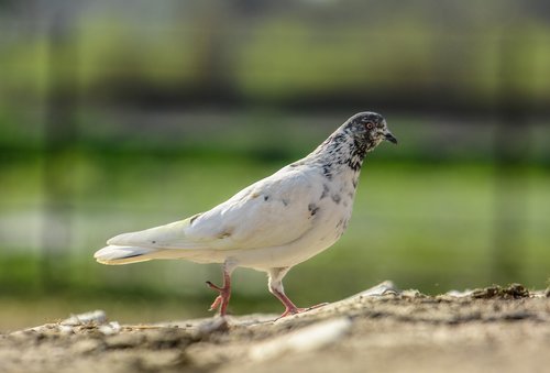 pigeon  white pigeon  white